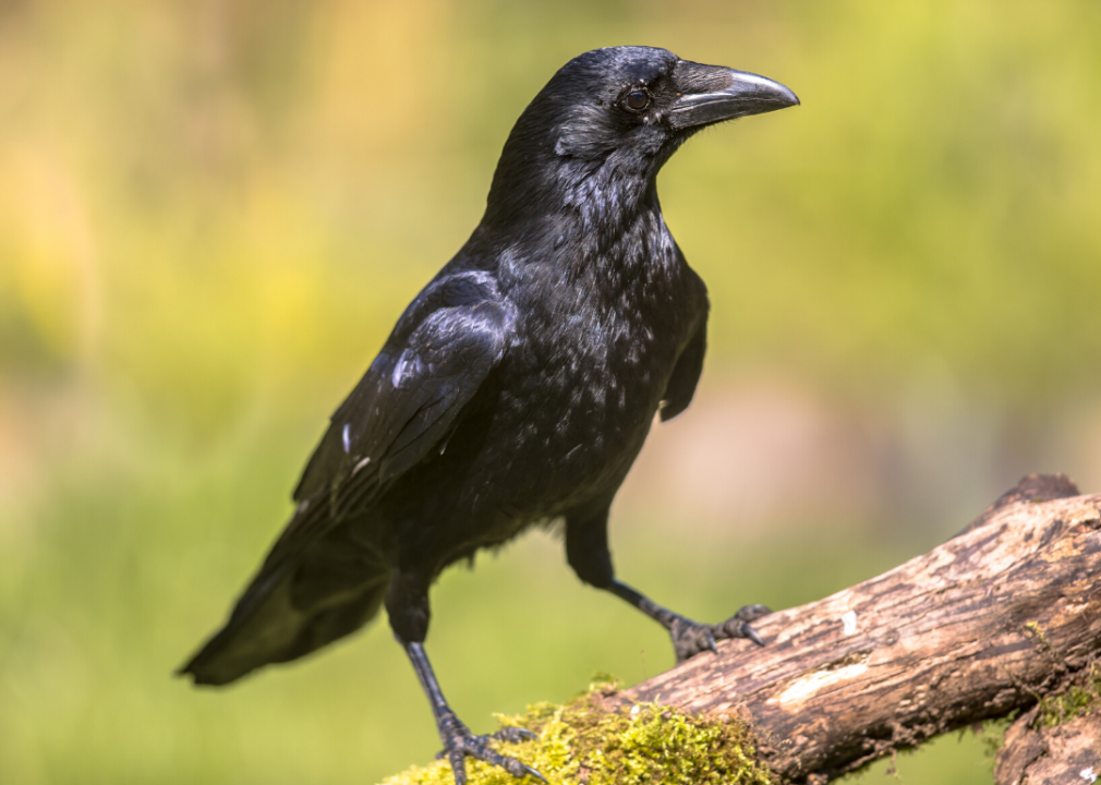 How did crows get so smart?